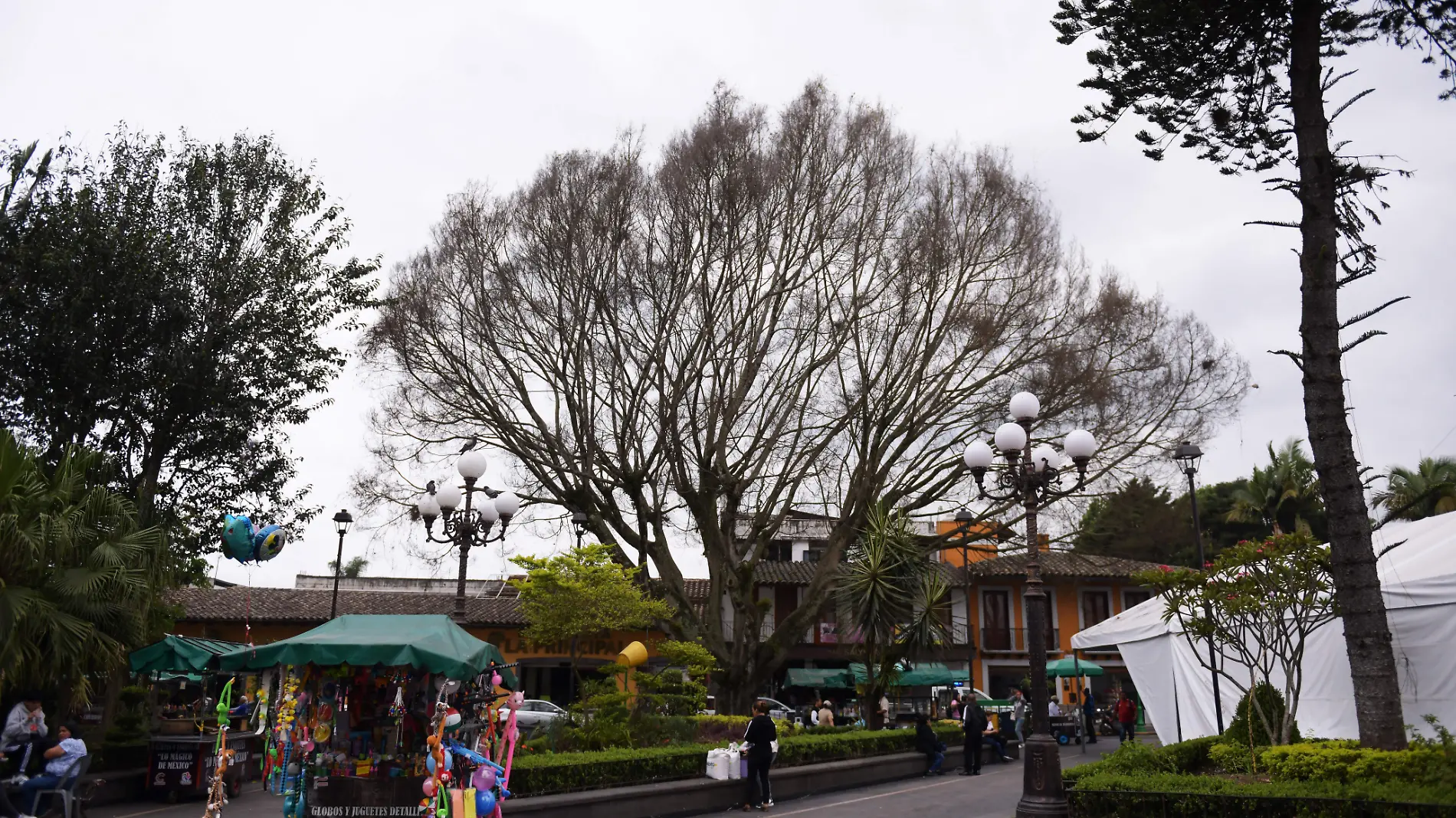 Coatepec parque | Árbol